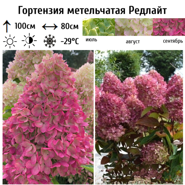 Основное изображение товара
