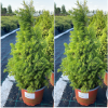 Ель сизая (Picea glauca) Перфекта 70-80 С7,5 НБл/25