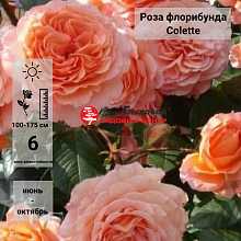 Основное изображение товара
