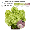 Гортензия метельчатая (Hydrangea paniculata) Пандора С3 СП/24