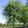 Клен серебристый (Acer saccharinum) 200-250 С15 БАл/24