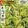 Дерен белый (Cornus alba) Гоучаулти  20-40 С3 НВрп/22