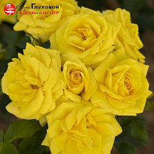 Основное изображение товара