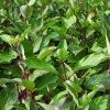 Дерен белый (Cornus alba) Сибирика   С3 СП/24