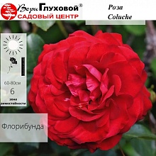Основное изображение товара