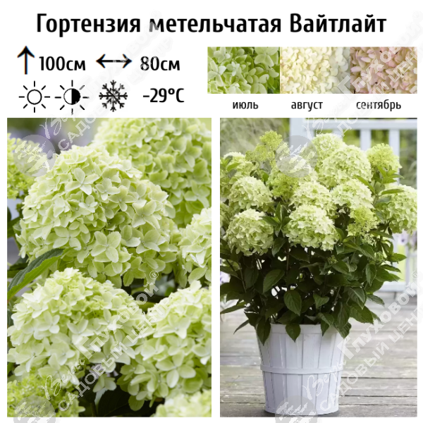 Гортензия метельчатая "Вайтлайт" на фото