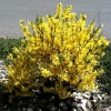 Форзиция промежуточная Миниголд на фото