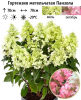 Гортензия метельчатая (Hydrangea paniculata) Панзола Р9 СП/25