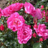Роза миниатюрная (Rosa) Flower Carpet Heidetraum С3 НАп/25