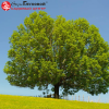 Ясень обыкновенный (Fraxinus excelsior) 120-150 С15 БАл/24