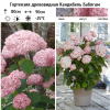 Гортензия древовидная (Hydrangea arborescens) Кандибель Баблгам  С3 СП/24