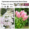Гортензия метельчатая (Hydrangea paniculata) Ангел Блаш Р9 СП/25