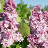 Сирень обыкновенная (Syringa vulgaris) Монтень С3 СП/25