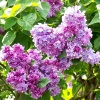 Сирень обыкновенная (Syringa vulgaris) Катерина Хавемейер   С3 СП/25