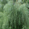 Ива гибрид Шабурова (Salix blanda alba) Идеал С3 СП/24