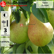 ГРУША “Аллегро”
