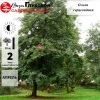 Ольха серцевидная (Alnus cordata) 100-125 С10 БАл/25