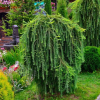 Лиственница тонкочешуйчатая (Larix kaempferi) Стиф Випер Шт-120 С7,5 ПА/25