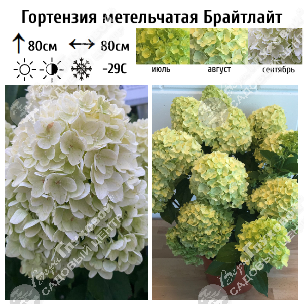 Гортензия метельчатая "Брайтлайт" на фото