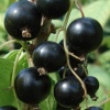 Смородина черная Зеленая дымка (ранний сорт) С3