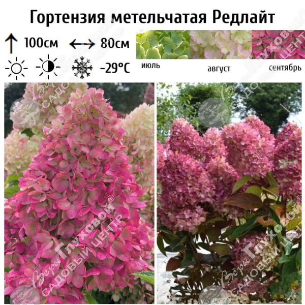 Гортензия метельчатая "Редлайт" на фото