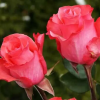 Роза полиантовая 'Pink Love' С7 БНвС/25