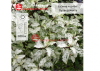 Бузина черная (Sambucus nigra) Пулверулента 30-50 С3 ПК/24