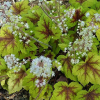 Гейхерелла (Heucherella) Арт Нуво С2 СП/25