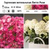 Гортензия метельчатая (Hydrangea paniculata) Литтл Рози Р9 СП/25