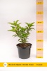 Гортензия метельчатая (Hydrangea paniculata) Ванилла Фрейз  С3 СП/24
