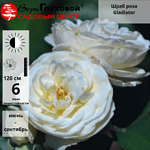 Основное изображение товара
