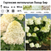 Гортензия метельчатая (Hydrangea paniculata) Полар Бир Р9 СП/25