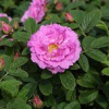Роза Ругоза (Rosa rugosa) Street Dance (Boruistda) С3 НАп/24