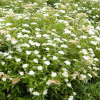 Спирея японская (Spiraea japonica) Альбифлора С3 СП/25