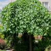 Вяз шершавый (Ulmus glabra) Кампердоуни Шт-220 С25 РСав/24