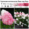 Гортензия метельчатая (Hydrangea paniculata) Пинк энд Роуз Р9 СП/25