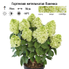 Гортензия метельчатая (Hydrangea paniculata) Паненка Р9 СП/25