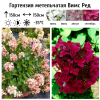 Гортензия метельчатая (Hydrangea paniculata) Вимс Ред  С3 СП/25