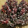 Барбарис Тунберга (Berberis thunbergii) Дартс Ред Леди  С3 СП/24