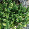 Пихта корейская (Abies koreana) Оберон 25-30 С5 ГШт/25