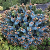 Ель ситхинская (Picea sitchensis) Зильберцверг 45-50 С20 БАпп/25