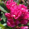 Вейгела цветущая (Weigela florida) Биг Лав С3 СП/25
