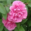 Роза Ругоза (Rosa rugosa) канадская "Therese Bugnet" на фото