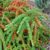 Барбарис Тунберга (Berberis thunbergii) Грин Карпет  С3 СП/23