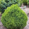 Ель сизая (Picea glauca) Альберта Глобе 25-30 С5 НБл/24