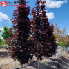 Клен остролистный (Acer platanoides) Кримсон Сентри Шт-120 С20 БАпп/25