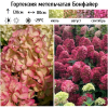 Гортензия метельчатая (Hydrangea paniculata) Бонфайер Р9 СП/25