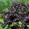 Лещина обыкновенная (Corylus avellana) Ред Маджестик С3 ГлХ/25