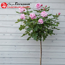 Основное изображение товара
