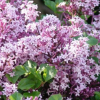 Сирень Мейера (Syringa meyeril) Палибин  С3 СП/24